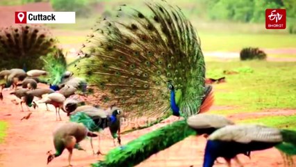 When 204 Peacocks Rush To One Call: A Youngster Keeps Promise He Made To His Grandfather On Deathbed Years Ago