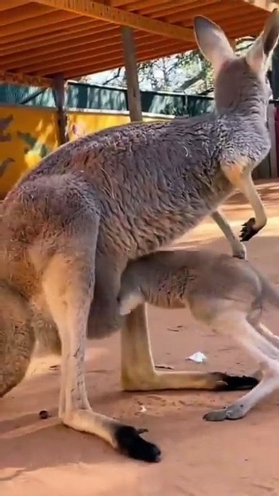 Baby kangaroo