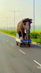 Animals short video clip