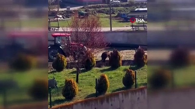 Kış uykusundan uyanıp köye inen ayıyı köpekler kovaladı