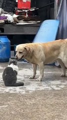 The little tiger provoked his master and was held down and spanked