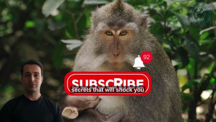 This Monkey Steals, Swims, and Rules Temples 😱🐒
