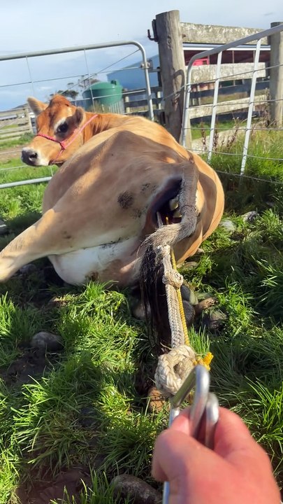 There was some confusion on the delivery date... I said August...... Ginger heard April never had a dull day on this farm .