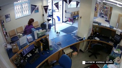 البريطانيون يتخلون عن حيواناتهم الأليفة بسبب غلاء المعيشة