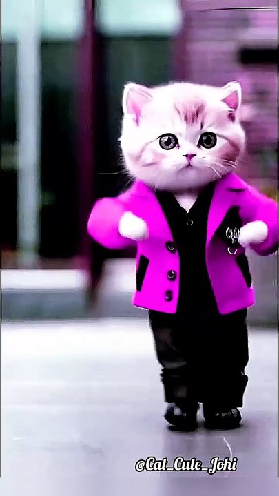 Cat Comedy