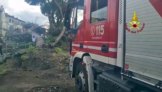 Grosso pino cade a Firenze, l'intervento dei vigili del fuoco (20.04.25)