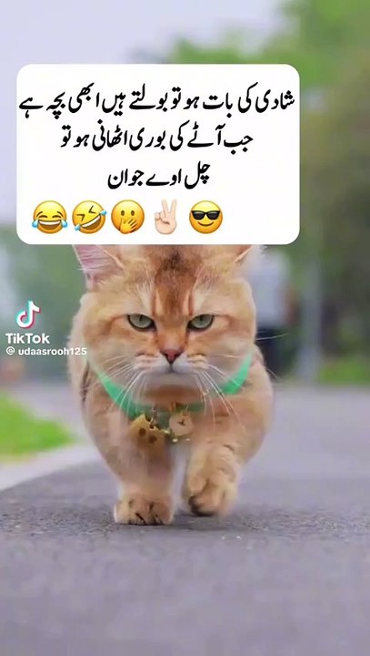 Funny 😄😄😄Video