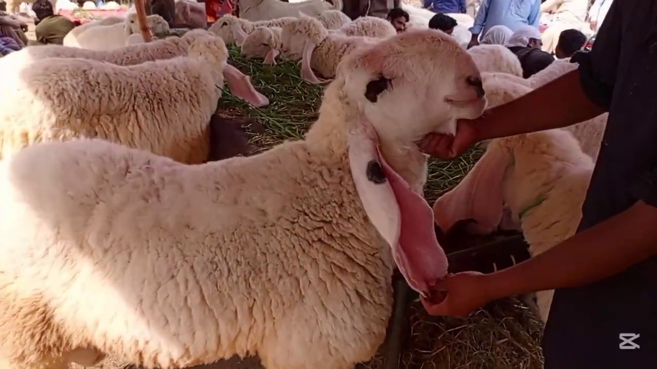 Bakra Mandi Lahore
