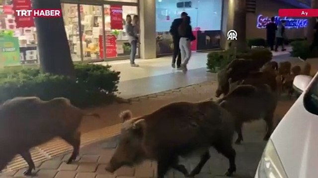 Kuşadası merkezinde domuz sürüsü görüntülendi