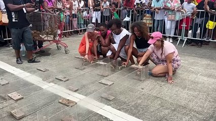[GUADELOUPE] Fête du crabe 2025 : Course de crabes