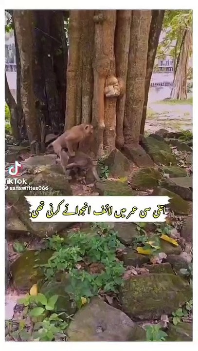 VID-