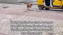 Evlatlarından koparılan anne köpeğin daha sonra kavuşunca yaşadığı mutluluk