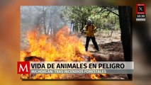 Incendios forestales amenazan la biodiversidad en Michoacán