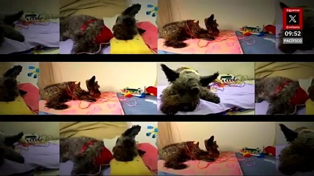 Cuidados con amor: terapias alternativas mejoran la vida de los perros adultos