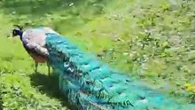 🌟 Découvrez la magie d'une visite au zoo pendant Pâques !