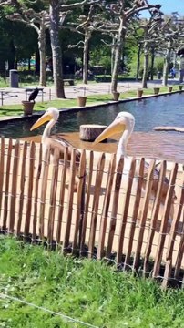 🦒 Aventure pascale dans un zoo allemand