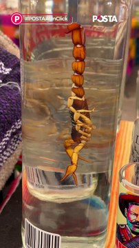 ¿En cuanto tiempo podría ocasionar la muerte la picadura de un alacrán de Durango?