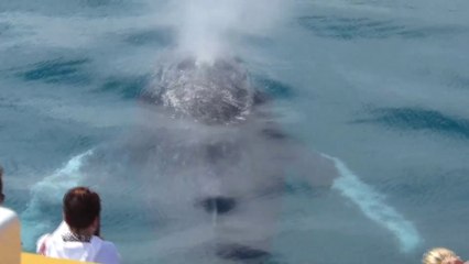 Hervey Bay Humpback Whales Music Video