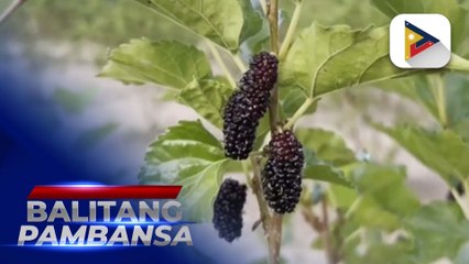 ‘Pick and Eat' all-you-can, tampok sa Mulberry Farm sa Ilocos Norte.