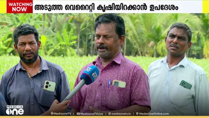 60 സെന്‍റിലെ തണ്ണിമത്തൻകൃഷി വമ്പൻ പരാജയം; പരീഷണാർഥം എള്ളുകൃഷിയിലേക്ക് തിരിഞ്ഞ കർഷകർ നേടിയത് നൂറുമേനി