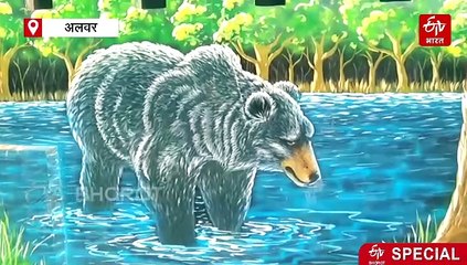 सरिस्का में भालुओं की अद्भुत दास्तां: कभी मेहमानों को पान परोसते थे रीछ, आज चटपटे खाने के लिए भटक रहे जंगल-जंगल