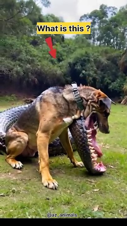 Dog with crocodile mouth #dog #animals #shorts #fyp #video #viralshorts #short