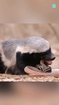 Bravest creature on earth 😱😱#sigma #viral #trending #viralvideo #love #facts #amazingfacts #scienceexperiment #slowmotion #funny #funshoot #comedy #funnyvideos #factmine #factsinhindi #facts about animals