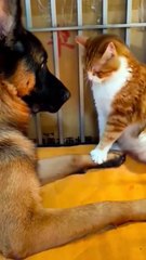 Dog vs cat so funny#video #funnypets#animals #funnyanim#give you happiness