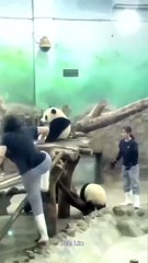 Panda-level avoidance maneuvers: bath time is an odyssey!