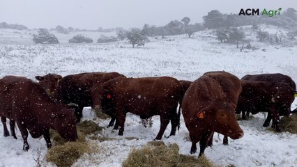 Santa Gertrudis thrive in snowy Nungar Plains