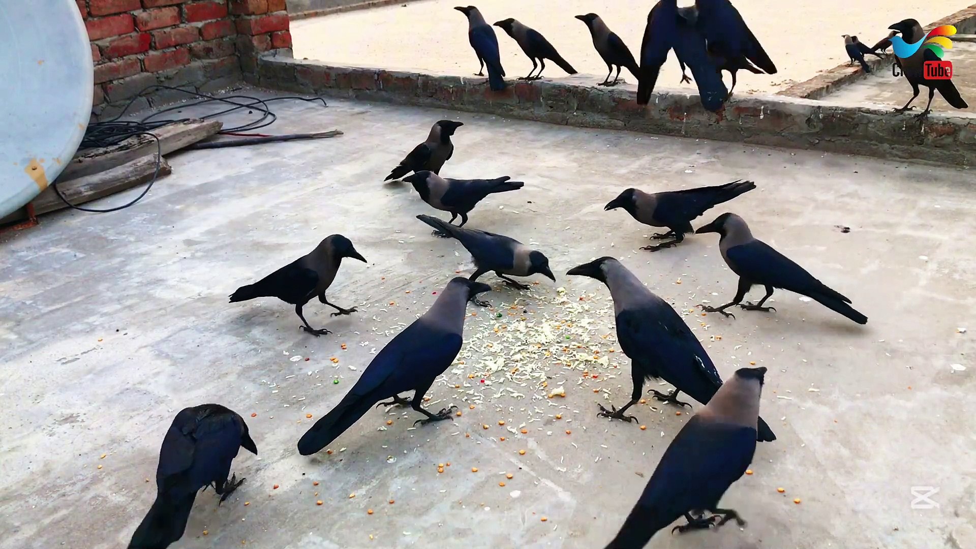 ⁣All And Huge type of crow sound - Angry Crow Sounds | Crow bird Fight video and feeding P-5