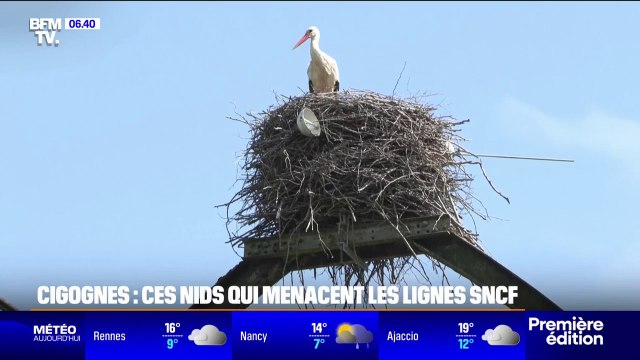La SNCF contrainte de déplacer des nids de cigognes dans les Landes pour entreprendre des travaux sur la ligne Dax-Bayonne