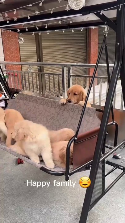 funny dogs playing with her puppy.