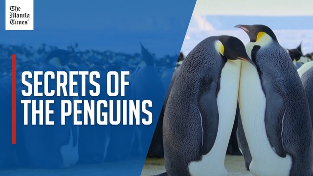 Courageous penguins part of new Nat Geo wildlife series, premiering on eve of Earth Day