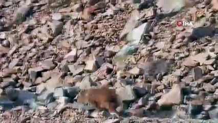 Kış uykusundan uyanan ayı ailesini görüntüledi