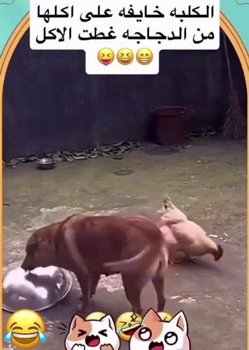 Very clever Dog