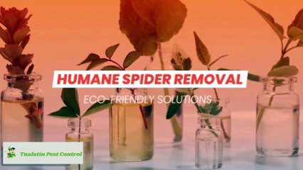 🕸️ How to Get Rid of Spiders Without Killing Them 🕷️💚