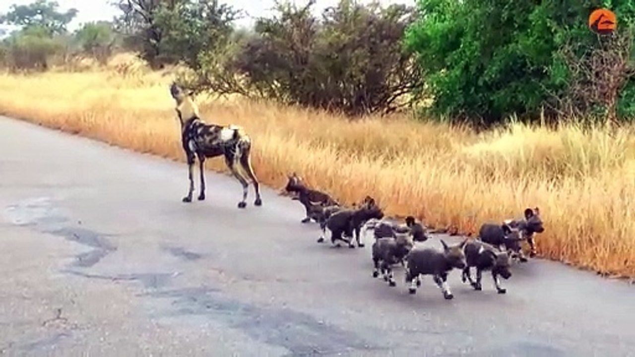 Lions Come Across Wild Dog Puppies Busy Moving Dens.. You won't believe this...