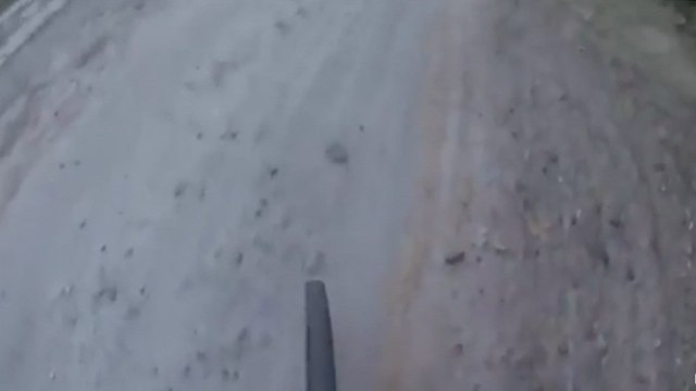 Un oso persigue a un hombre en el bosque y el desenlace es inesperado