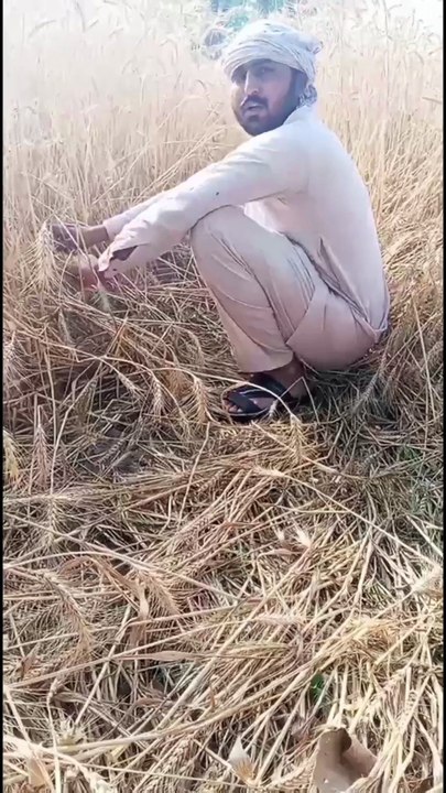 Ganham ki katai k liye baby nai mil rahy🤣😂#vi...