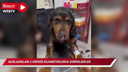 Caniliğin böylesi Bağladıkları 2 köpeği kilometrelerce sürüklediler