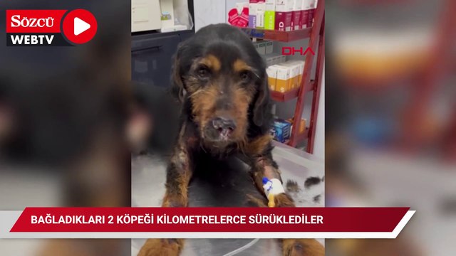 Caniliğin böylesi Bağladıkları 2 köpeği kilometrelerce sürüklediler