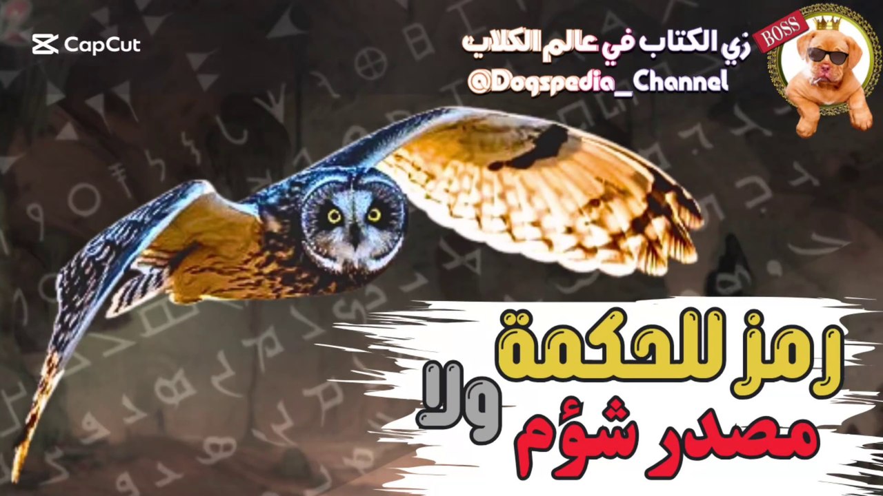 طائر البوم الغامض | رمز للحكمة أم مصدر شؤم ؟