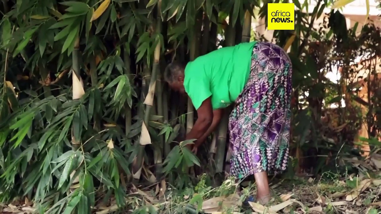 Bamboo may help the planet solve complex climate crisis