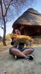 Perks of volunteering with lion cubs