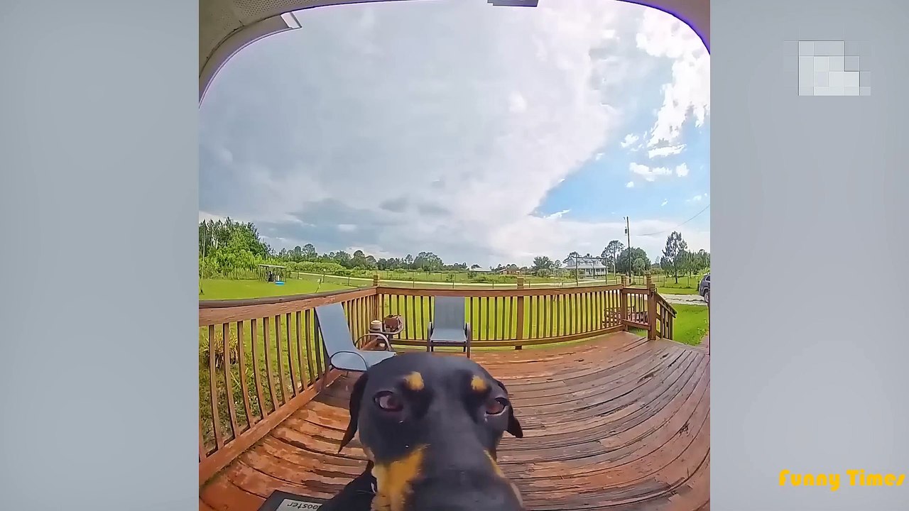 Funniest Pet Cilp_07