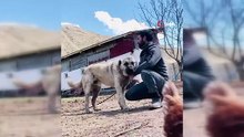 Kangal köpeğinin refleksi tavukların tilkiye yem olmasını önledi