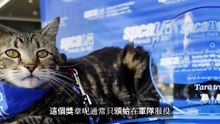 樣了它，你就撿到寳了----寵物狸花貓 (NADoxTpNhFE)