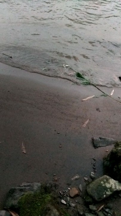 sungai tangse banyak ikan ren