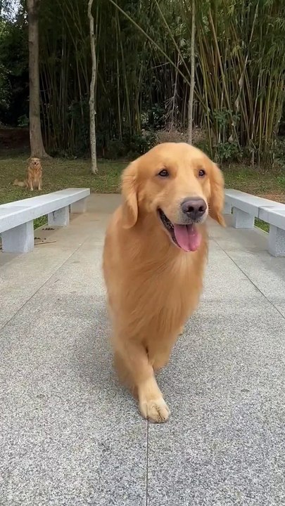 dog cat-walk show